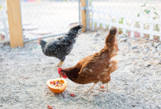 Can Chickens Eat Pumpkin?
